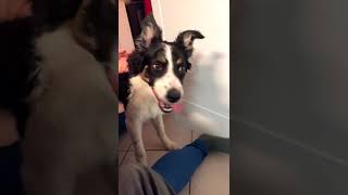 Smart Border Collie Puppy Plays Fetch A Little Differently Shorts [upl. by Lole]