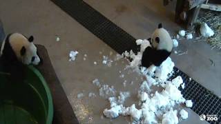 Toronto Zoo Giant Panda Cub Searches For A Playmate [upl. by Ennaul]