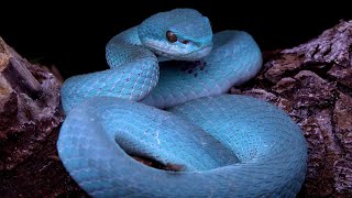 The Blue Viper Lesser Sunda Islands Pit Viper Indonesia Komodo National Park Indonesia Snakes [upl. by Lust189]