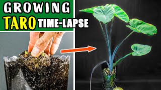 Growing Taro Plant From Root To Leaves 70 Days Time Lapse [upl. by Belak374]