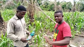 How To Apply WeedicideHerbicide In A Maize Farm [upl. by Zoarah19]