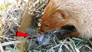 Skylarks bird babies attacked by mongooses AnimalsandBirds107 [upl. by Ayerf]