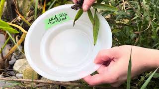 How to harvest White Turtlehead Chelone glabra seeds [upl. by Randee]