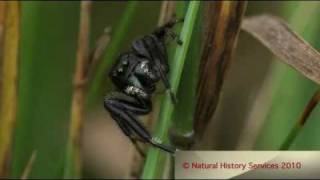 Phidippus clarus  Jumping Spider [upl. by Notsuh]