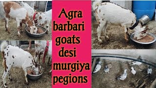 Agra breed Goats 🐐 quality pegions desi murgiyan Tallabkatta Lovebirdshyderabad [upl. by Ahsatan]