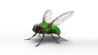 Green Bottle Fly [upl. by Burget]