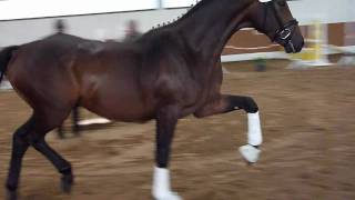 wwwreitschulesandbrinkde 2 year old stallion For Compliment Dressage [upl. by Yursa412]