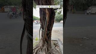 iron eating tree  One of the largest trees in India which eats a lot of iron Treeeatiron [upl. by Eiramit]