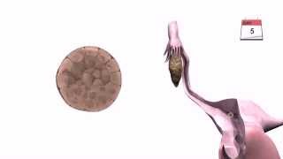 General Embryology  Detailed Animation On Implantation [upl. by Mccord596]