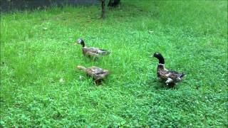 水前寺江津湖公園・下江津地区・アヒルとアメリカスズメノヒエ（Ducks and Bahia grass） [upl. by Alleoj436]