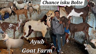 Chance ke hyderabadi bakriya available in Hyderabad at Ayub goat farm yaqutpura  desi goats in Hyd [upl. by Eseilenna]