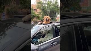 Millionaire Simba😎 goldenretreiver dogshorts pets doglover petlover [upl. by Jeremias]