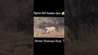 Panna tiger reserve tiger attack tiger animalsshort wildlife nature shorts [upl. by Thetis]