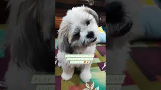 DOG TILTING HEAD SOUNDS  LIFE OF JAMUN THE LHASA APSO [upl. by Aeuhsoj]