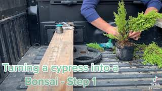 Lemon Cypress Bonsai Step 1 [upl. by Clary245]