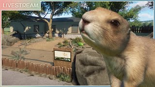 BlackTailed Prairie Dog Habitat  Mayberry Park Zoo  Planet Zoo Livestream [upl. by Ahseila199]