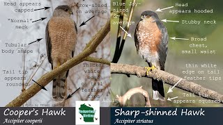 ID Tips Coopers Hawk vs Sharpshinned Hawk [upl. by Eiddal]