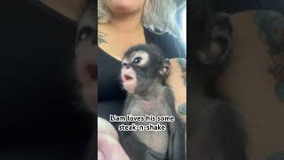 Liam loves Steak ‘n Shake Spoiled little boy spidermonkey monkeys primates [upl. by Naimad]