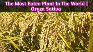 The Most Eaten Plant In The World  Rice  Oryza Sativa Amazing Fact Padi [upl. by Ribble]