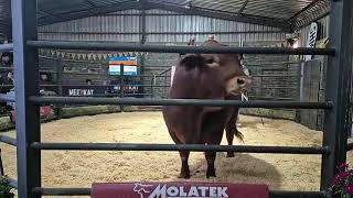 Part 1 Grassfields Beef Production Auction live from Grassfields Beef Droughtmasters [upl. by Pressey]