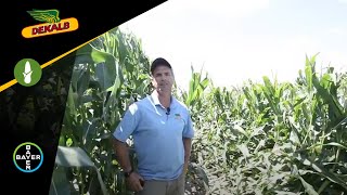 DEKALB® Seed Applying 24D on Corn [upl. by Nehtanoj]