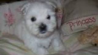 Westie puppies Atlanta GA Snowesti [upl. by Ytinirt477]