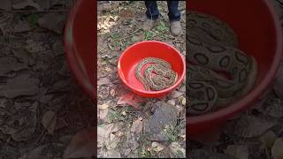 releasing Venomous snakesviralvideotrendingwildlifeyoutubeytstudioanimalsagriculturefarming [upl. by O'Grady722]