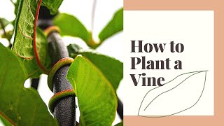 How to Plant Vines in Containers \\ Poplar Point Studio [upl. by Esimorp]