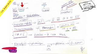 Antithrombotic mechanisms part Hemostasis LIVE by COILED in ENGLISH [upl. by Pascha817]