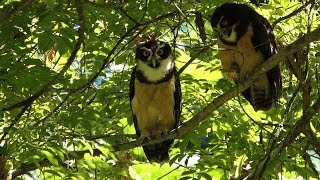 Spectacled Owls in Costa Rica [upl. by Dnomyaw]