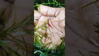 Shrimp farming at homeshrimp farming in Indiashorts aquarium video comet shrimp aquatic [upl. by Sauder]