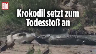 Zwei Riesenkrokodile kämpfen um Leben und Tod  Krüger Nationalpark Südafrika [upl. by Wack]