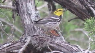 Goldencheeked Warbler Setophaga chrysopariaformerly Dendroica chrysoparia Feeding on a Worm [upl. by Obla]