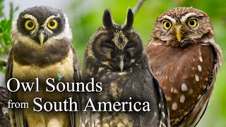 🦉Owl Sounds with 10 species from South America🎶 [upl. by Sillaw825]