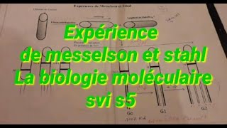 expérience de messelson et stahl messelson amp stahl expérience la biologie moléculaire svi s5 [upl. by Shep]