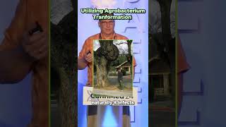 Utilizing Agrobacterium Transformation  CannMed Events [upl. by Peckham]