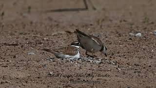 Charadrius vociferus KILLDEER male tosses stones for nest 1304236 [upl. by Eelarol]