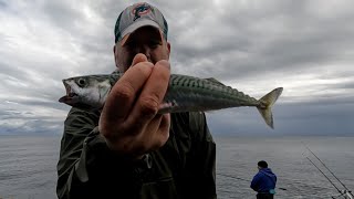 Fishing on Anglesey  15624  First Tope session of the year [upl. by Tham477]