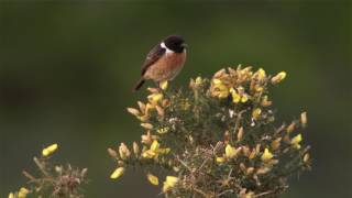 Stonechat [upl. by Farman]