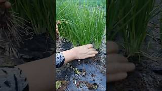 Easy way to pick green onions [upl. by Burger365]