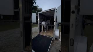 Horse Show Vlog horse horseshow equestrian horseriding [upl. by Durman]