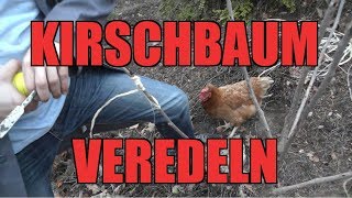 Kirschbaum VEREDELN  So wirds gemacht [upl. by Enytsirhc262]