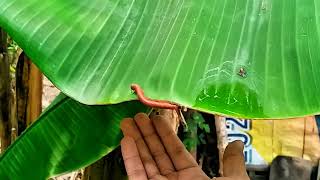 LUWING  Hunting for Millipedes in the Wild eps 11 millipede [upl. by Pembrook510]