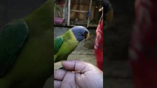 Indian ringneck parrot parrot indianringneck talkingparrot parrottalkingparrotlover pihuparrot [upl. by Cal162]