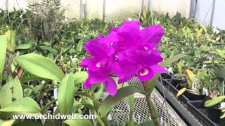 OrchidWeb  Cattleya skinneri Heiti Jacobs FCCAOS 4N [upl. by Nolte]