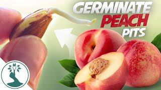 Growing a Peach Tree From Seed  Super Easy How To Grow Peaches From Pit [upl. by Batory832]