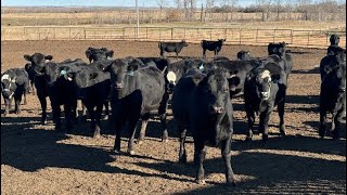 Hines Ranching Co Ltd  800 OctNov Yearling Heifers  150 Head Marwayne AB [upl. by Rihat]