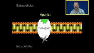 Agonist and Antagonists [upl. by Nrubliw]