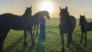 Fotoshoot KWF Horse Kalender Powervrouwen editie Friesian Horses follow the herd [upl. by Scales]