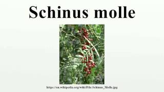 Schinus molle [upl. by Atinra330]